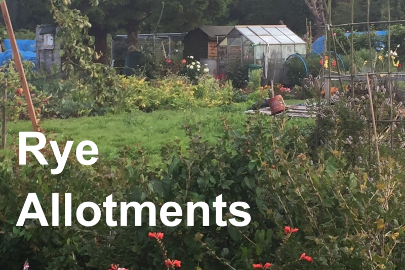 Rye Allotments